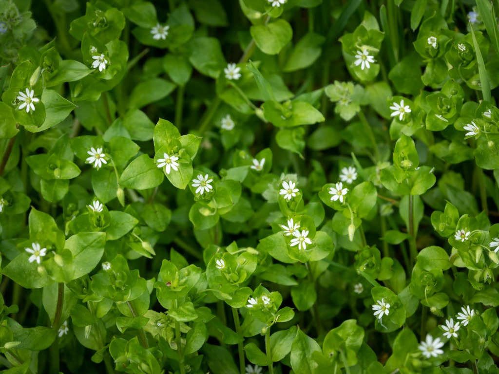 Common Chickweed With Small White blossoms