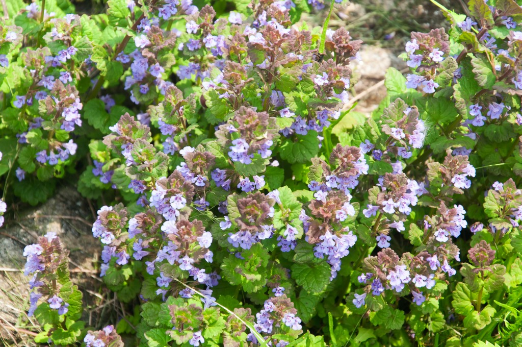 Creeping Charlie Ground Ivy Glechoma Hederanca Flowering