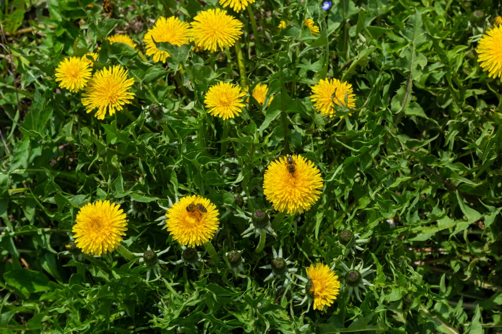 Honey Bee on Yellow Dandelion Flower