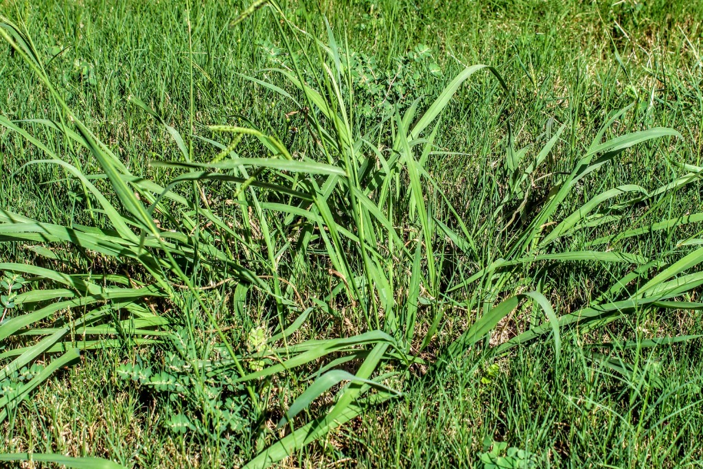 Lawn Taken Over By Crabgrass Weeds