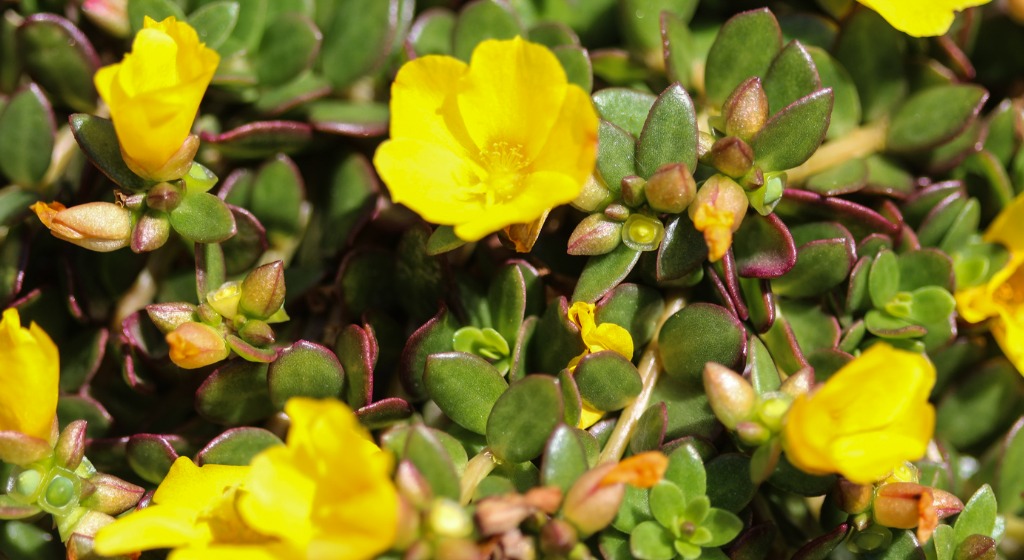 Common Purslane Beautiful Yellow Grandiflora Flowers