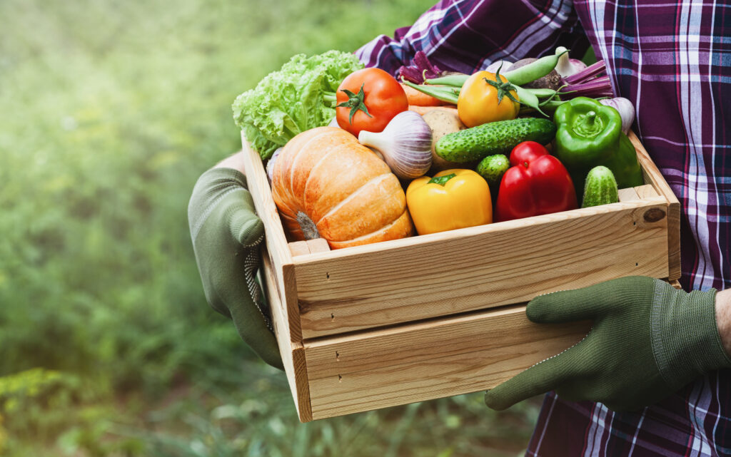 Farmer holds in hands wooden box with vegetables produce in garden. Fresh and organic food.