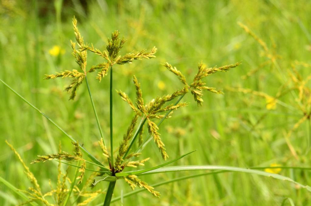 Yellow Nutsedge