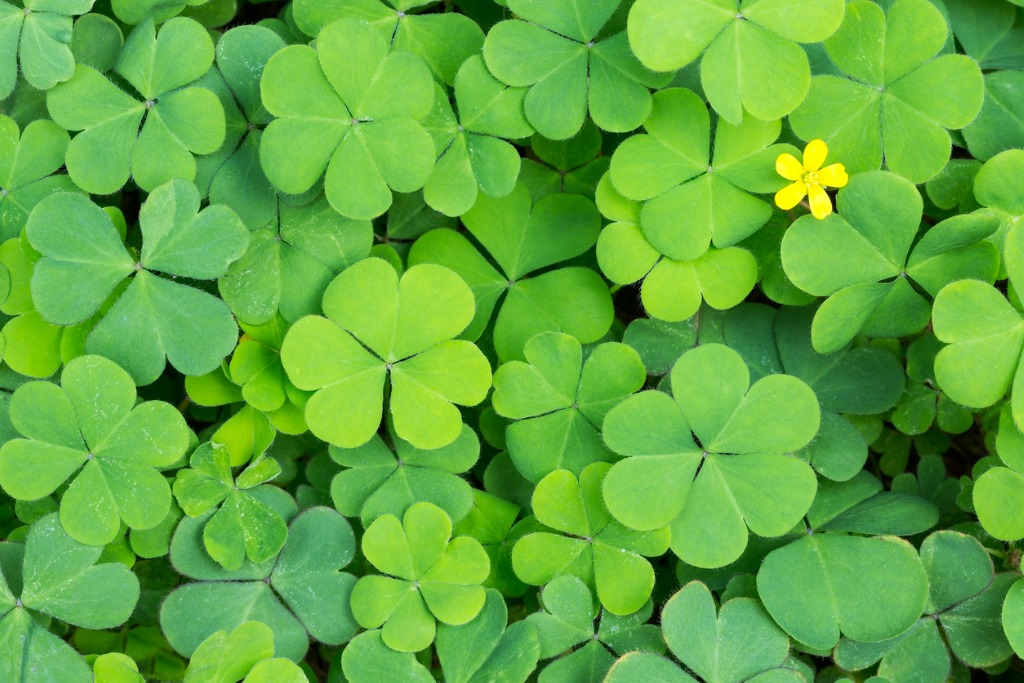 Yellow Wood Sorrel With Yellow Flower