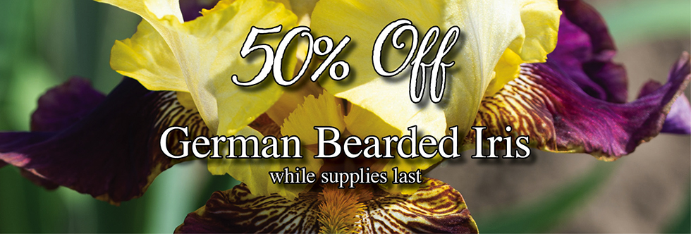 50% Off Bearded Iris - Jung