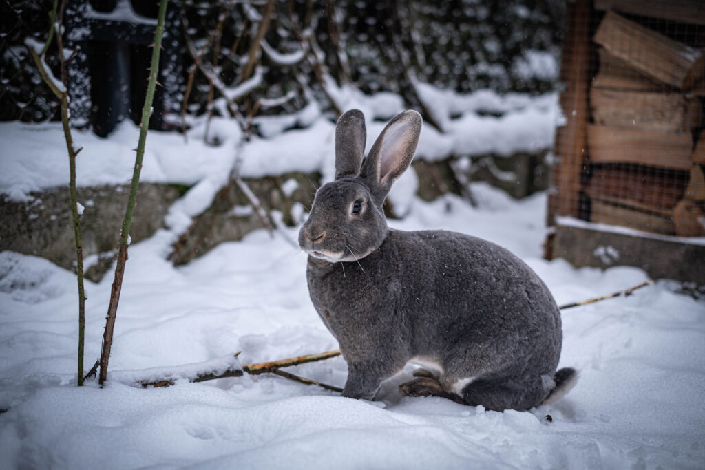 A gray rabbit in the snow in the garden