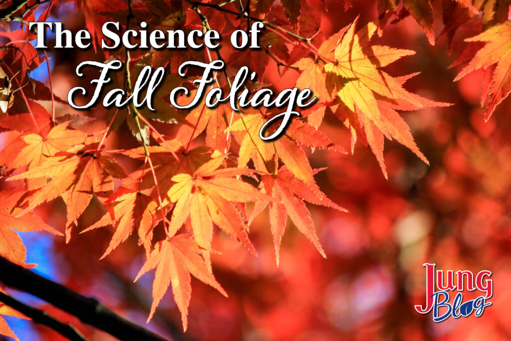 The Science of Fall Foliage