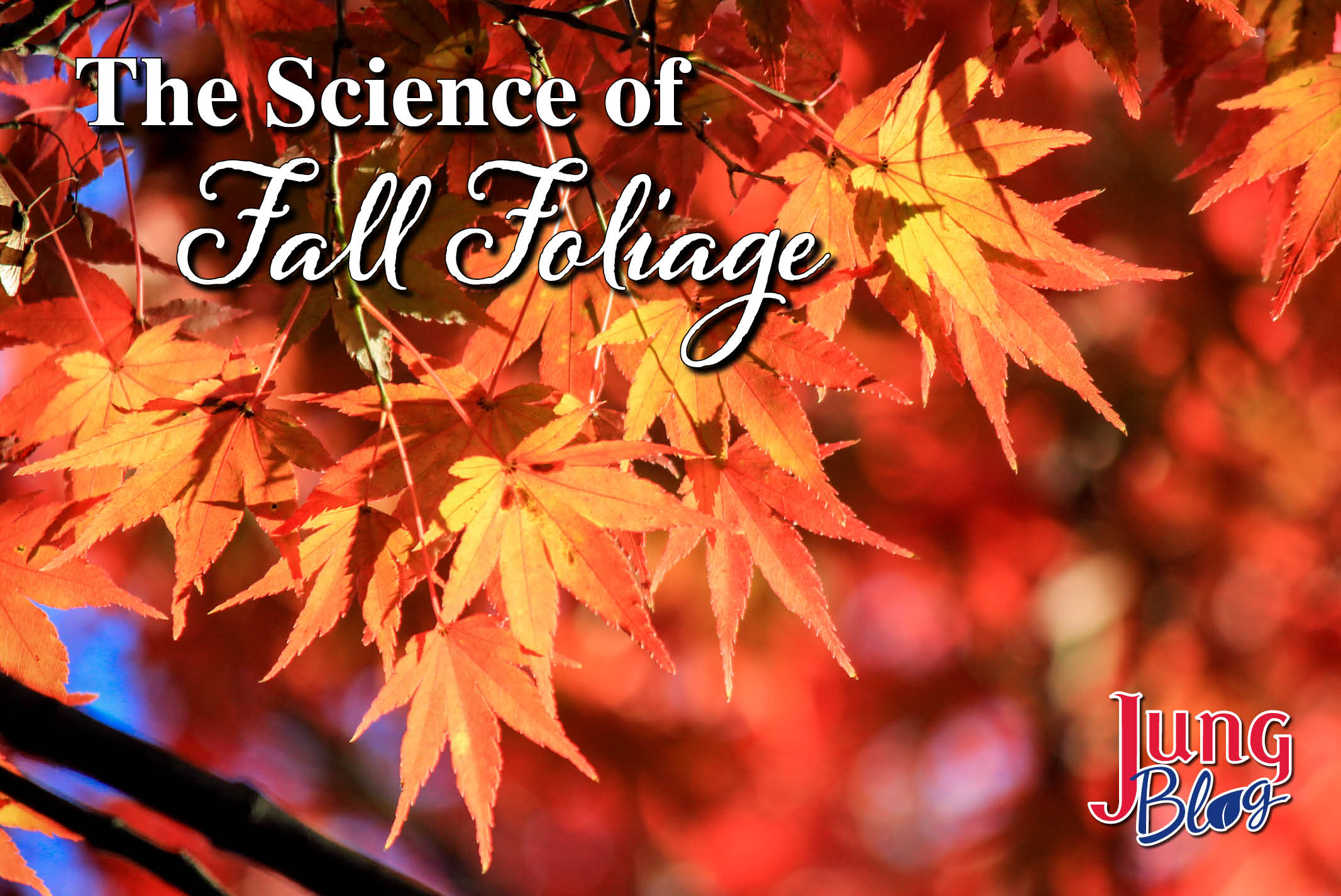 Trees Whose Leaves Change Color And Fall In Autumn Are Called