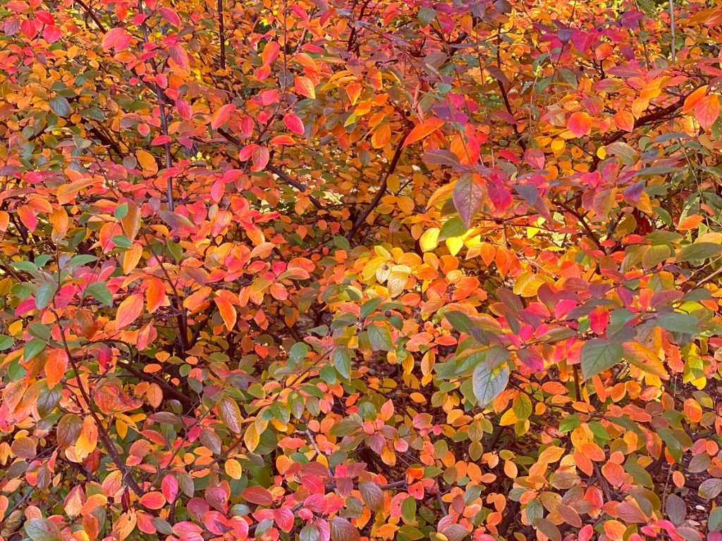 Autumn Foliage Cotoneaster Lucidus Ornamental Shrub In Beautiful Park Fall Colors