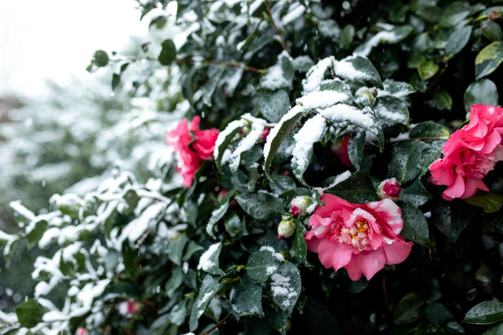 Shrub Roses With Snow