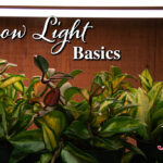 Grow Light Basics