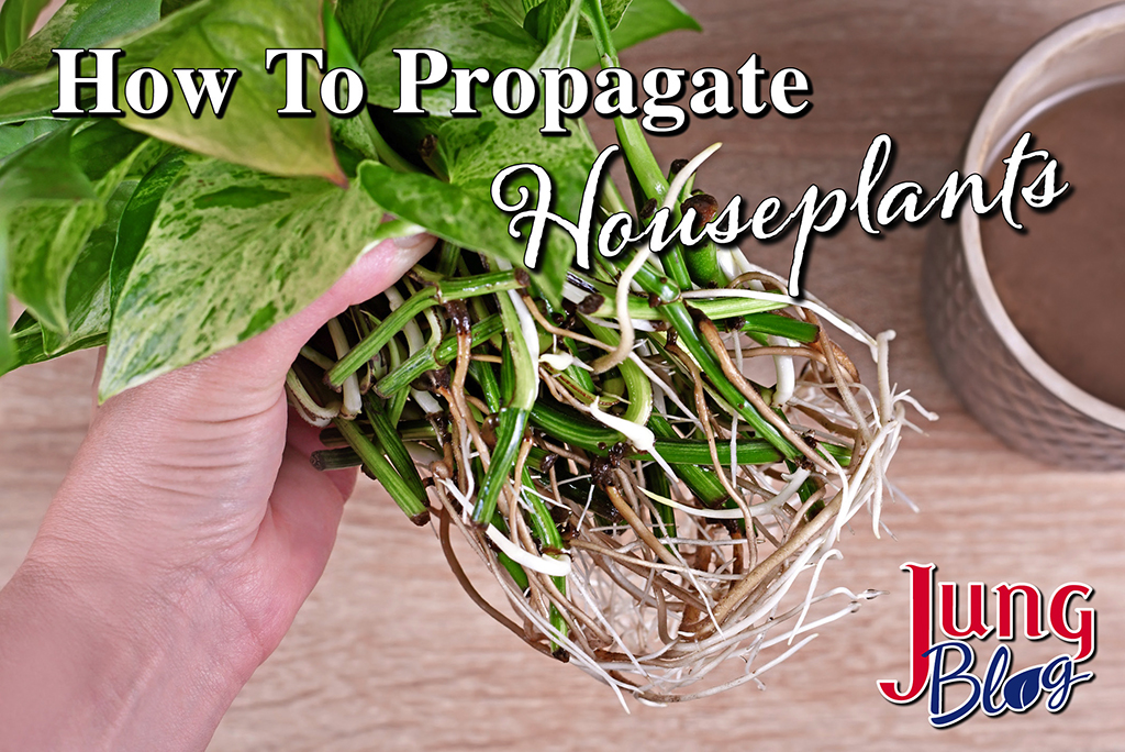 How To Propagate Houseplants