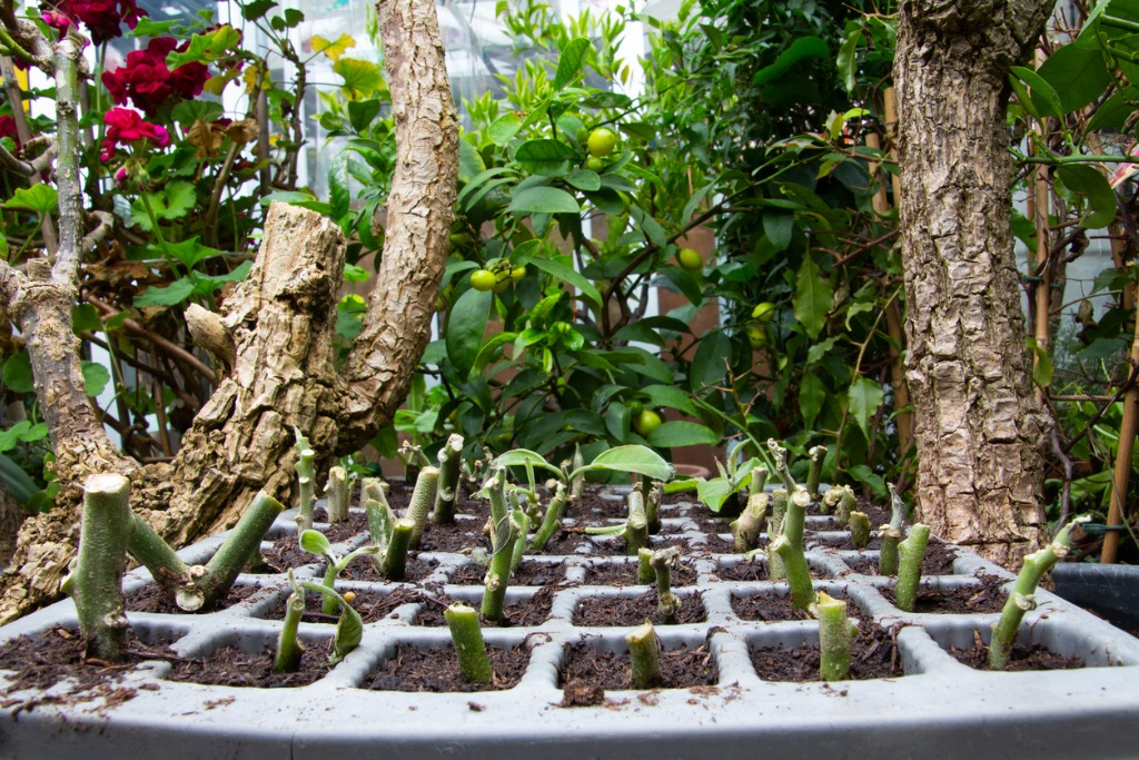 Propagation cuttings cultivated n a growing tray