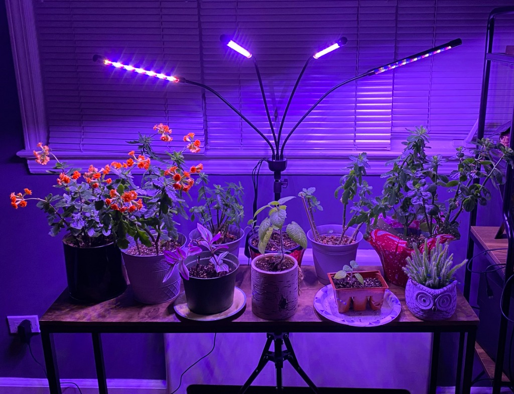 Indoor Plants At Night