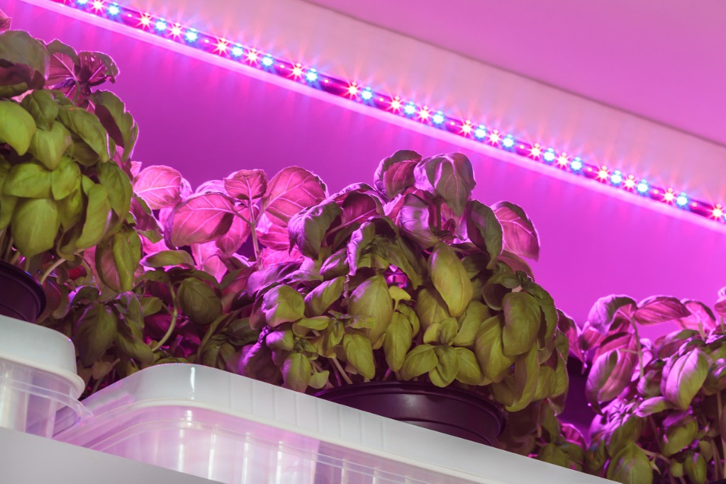 LED Lighting Used To Grow Basil
