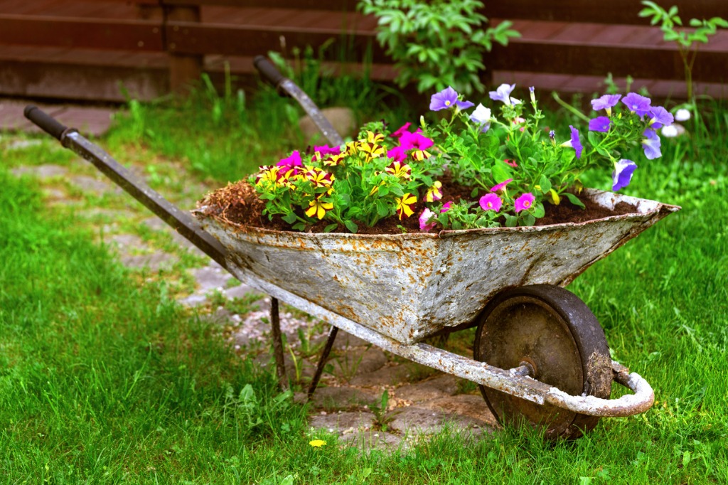 Old Rusty Wheelbarrow Flowerbed