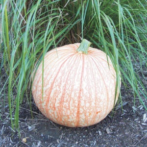 A light peachy and white colored pumpkin next to long grass