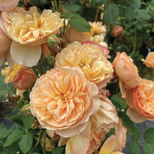 Peach colored shrub roses