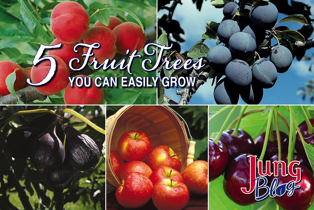 5 Fruit Trees You Can Easily Grow