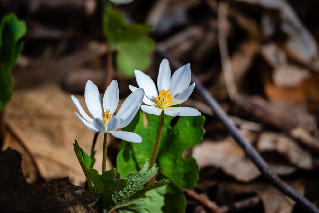 Bloodroot flowers in the city park