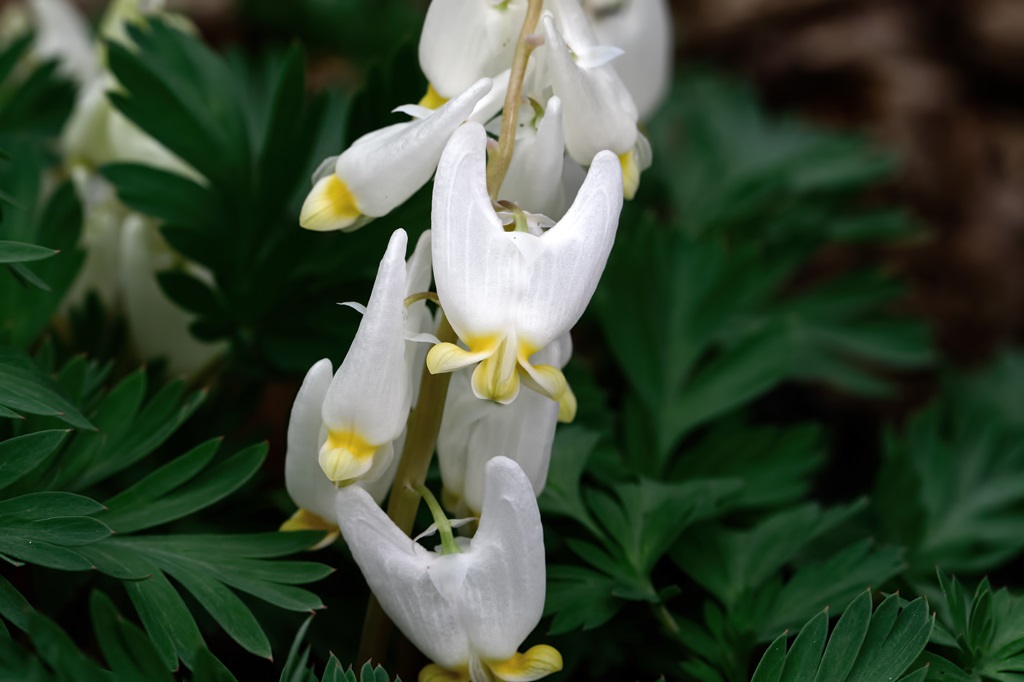 Dutchman's breeches is a perennial herbaceous plant native to the rich woods of eastern North America.