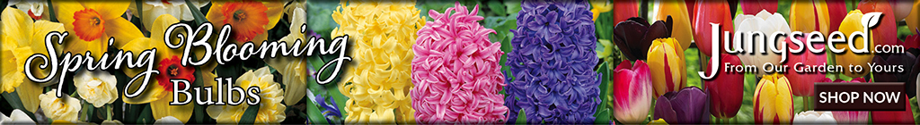 JungSeed Spring Blooming Bulbs Blog AD