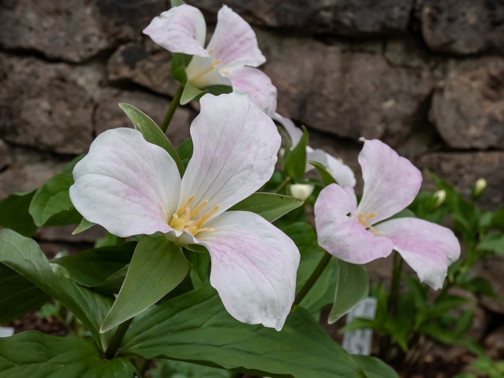 The white, large-flowered, great white trillium or white wake-robin (Frillium grandiflorum) flowering with a single, showy white flower atop a whorl of three leaves.
