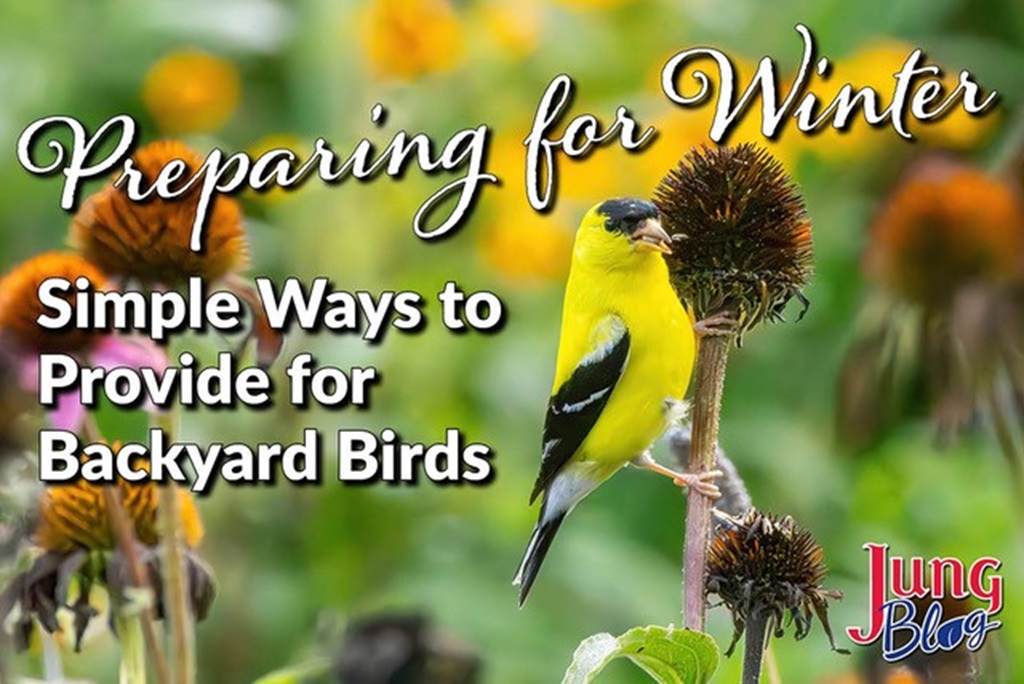Preparing for Winter: Simple Ways to Provide for Backyard Birds