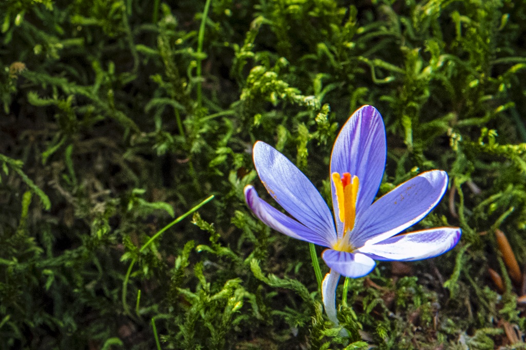 Spring Ephemerals - Crocus Flower