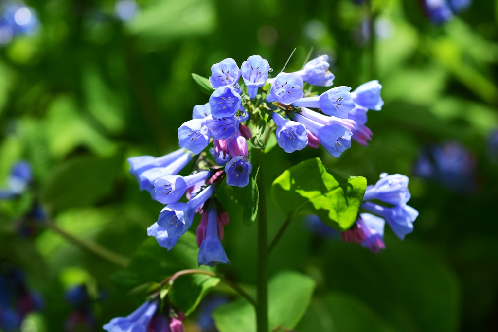 Virginia Bluebells Blooming in the Spring