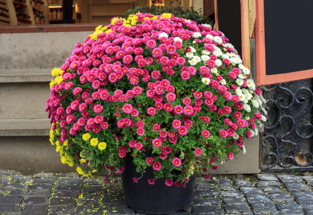 bouquet-of-colorful-chrysanthemums-small-flowers-in-pot