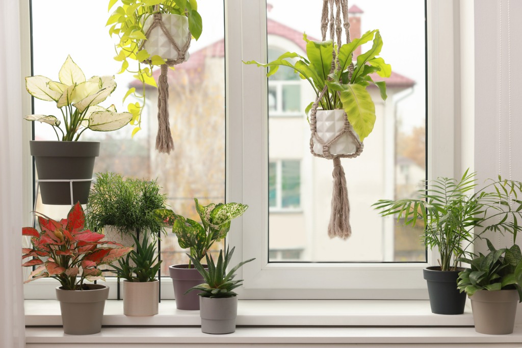 Various houseplants near window with macrame hanging plants