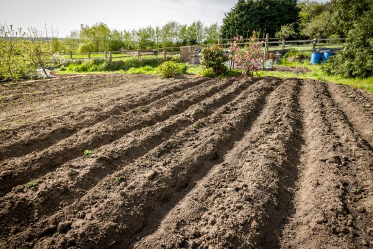 Planning Your 2024 Vegetable Garden Jung Seed Gardening Blog   Digging An Allotment In Winter Uk  S1024x1024wisk20cwAa4 BOtWMgwPfyJvYaMKolG1NhYnOC5lUiROtNEgPY 768x512 