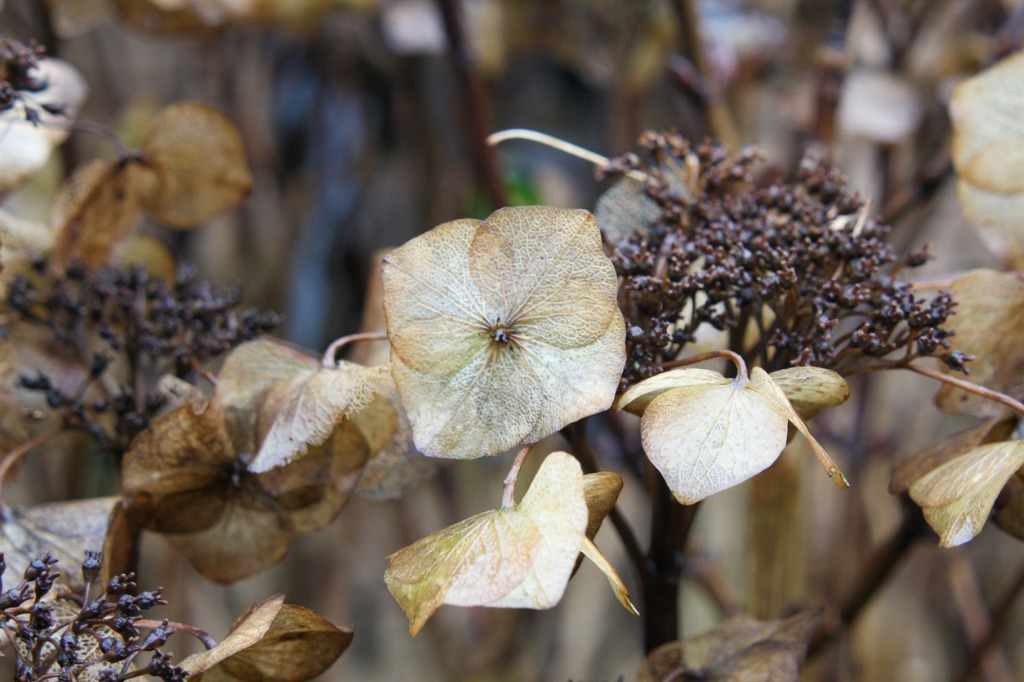 Dried Hydrangeas Plant