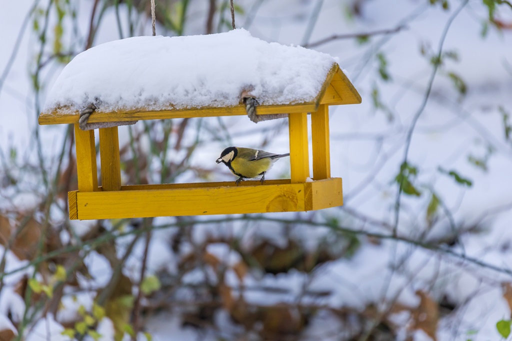 A feeder with sunflower for birds. There is snow all around.