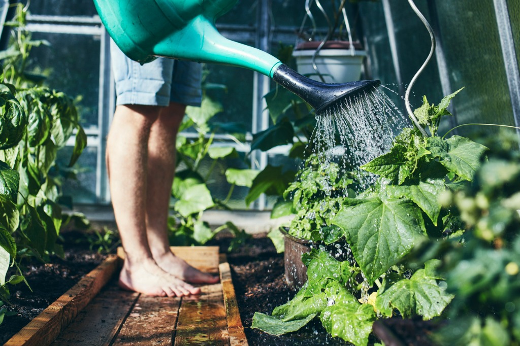 Gardener Watering Vegetable Plants