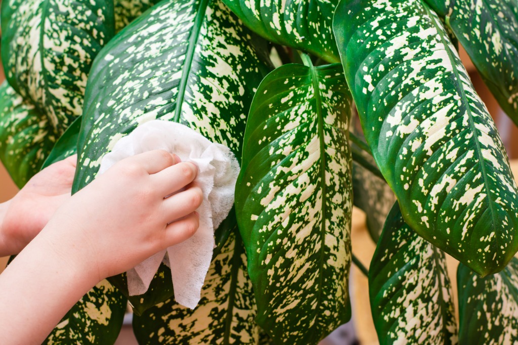 Home plant care concept cleaning the leaves of a home plant with a damp cloth