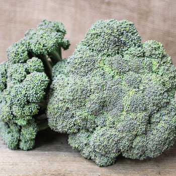 Castle Dome Hybrid Broccoli