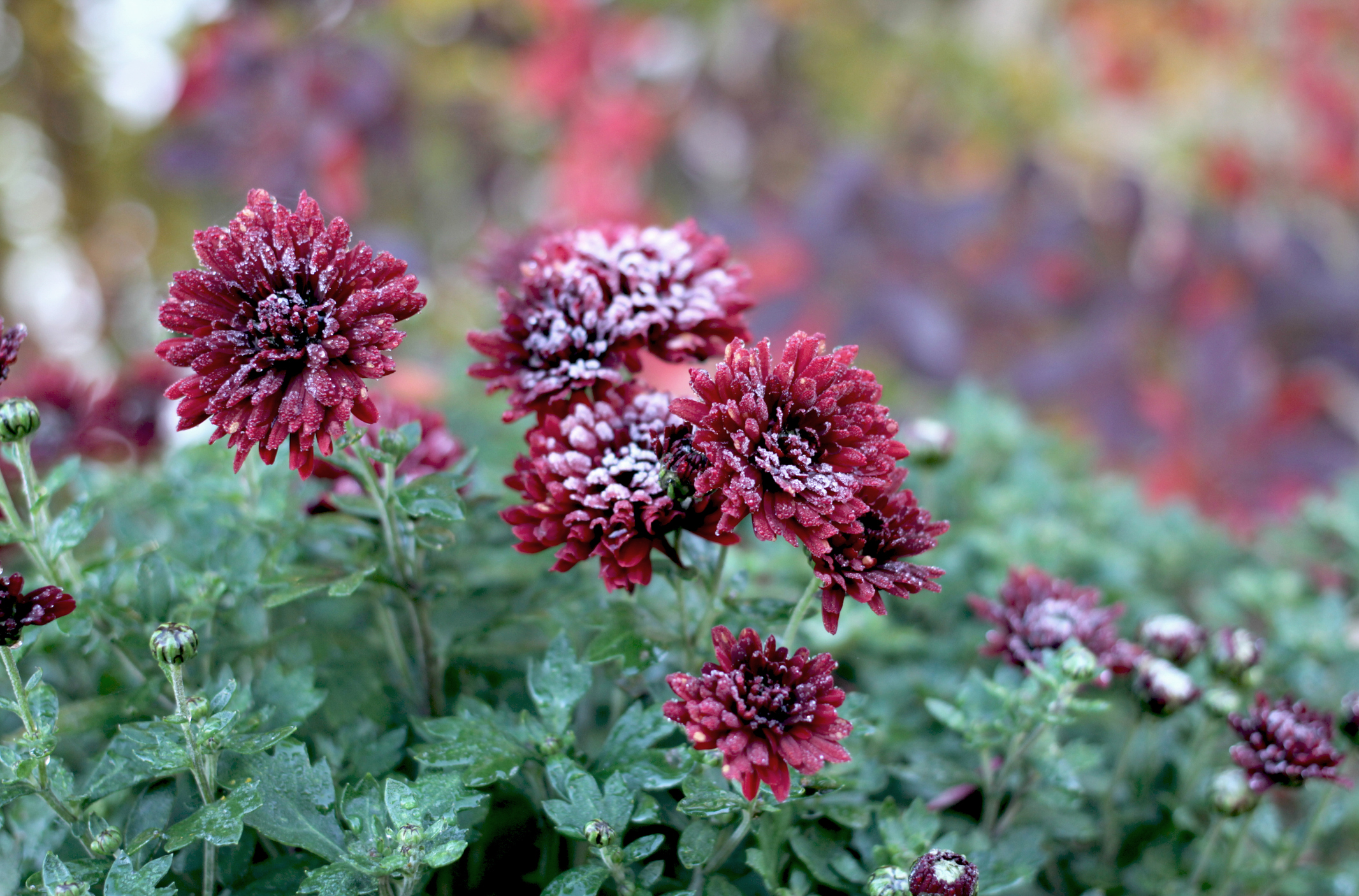 Dark red chrysanthemums covered with frost