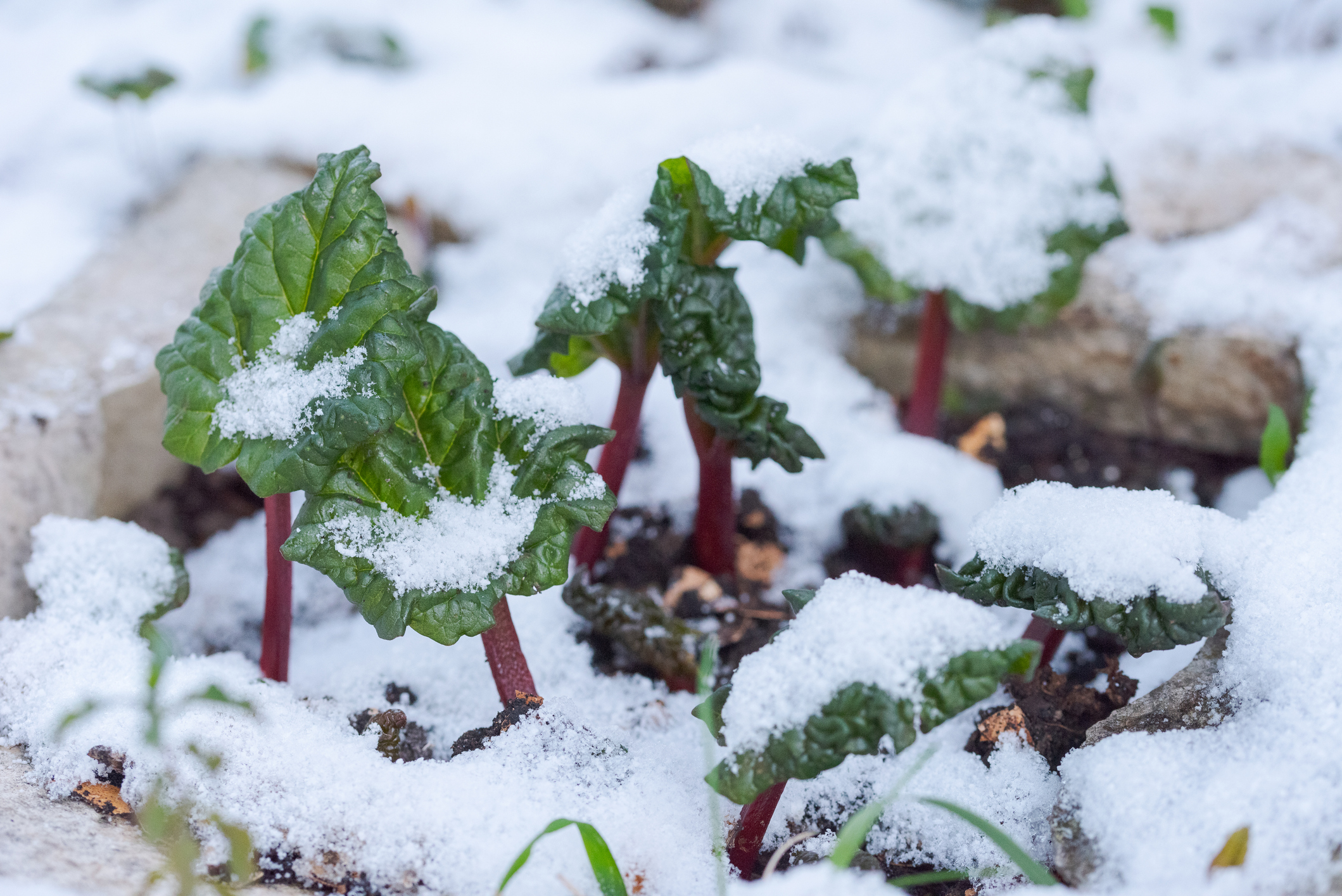 Small plants of garden rhubarb in garden capped with snow