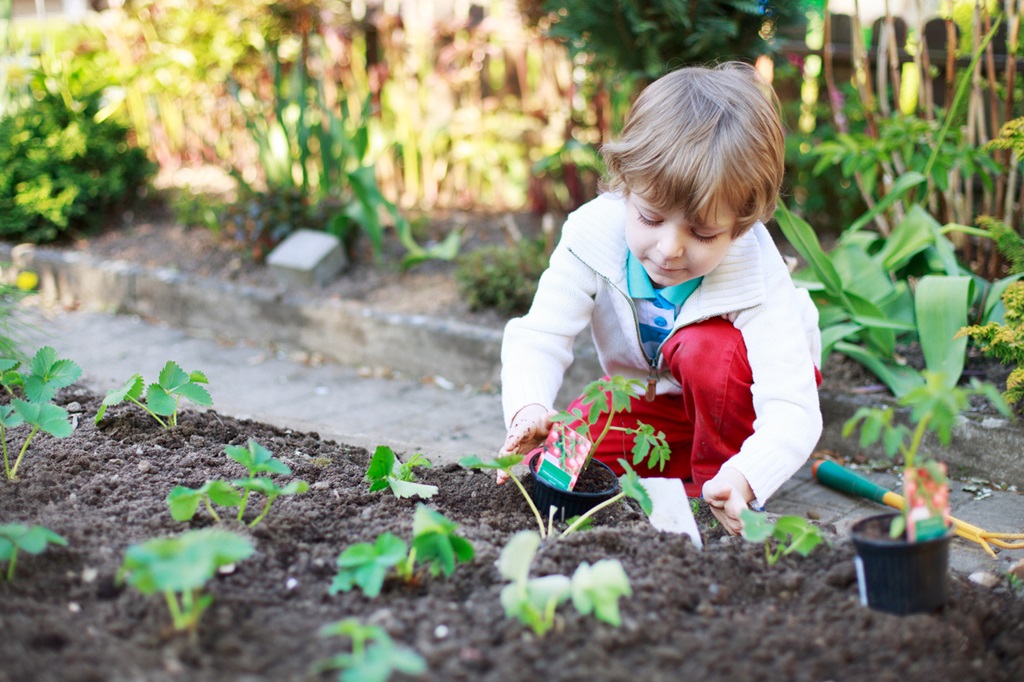 Adorable blond boy planting seeds and seedlings of tomatoes