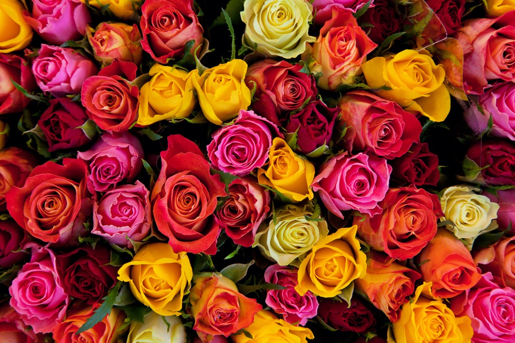 Colorful roses background. Beautiful, high quality, suitable for holidays and Valentine's gifts.