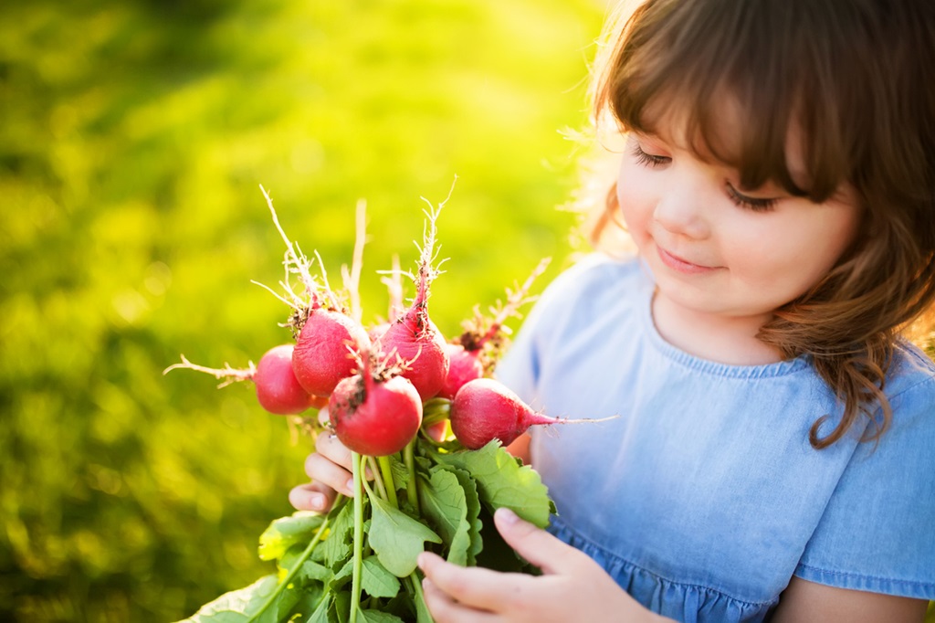 Red, fresh radish in the hands of an adorable little girl.