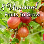 8 Unusual Fruits to Grow