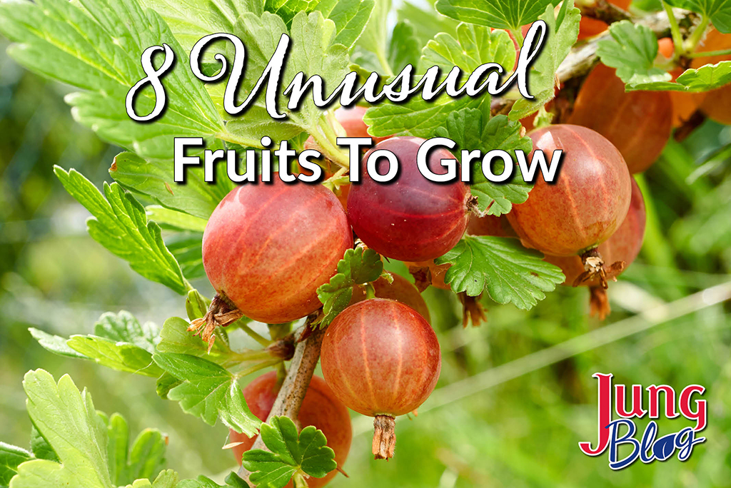 8 Unusual Fruits To Grow