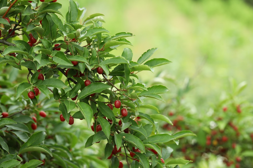 Goumi berry shrub growing outdoors