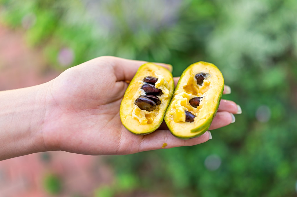 hand holding ripe open juicy sweet pawpaw fruit in garden wild foraging with yellow texture and seeds