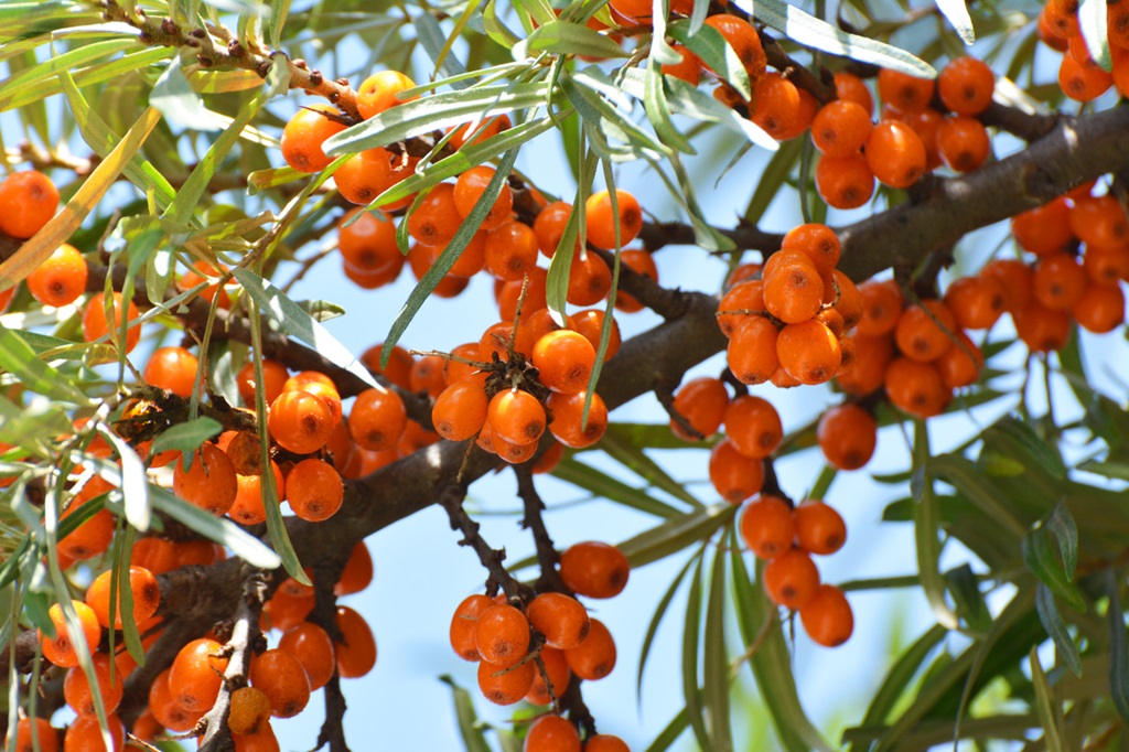 Branch of sea berry or sea buckthorn (hippophae rhamnoides) with ripe orange berries