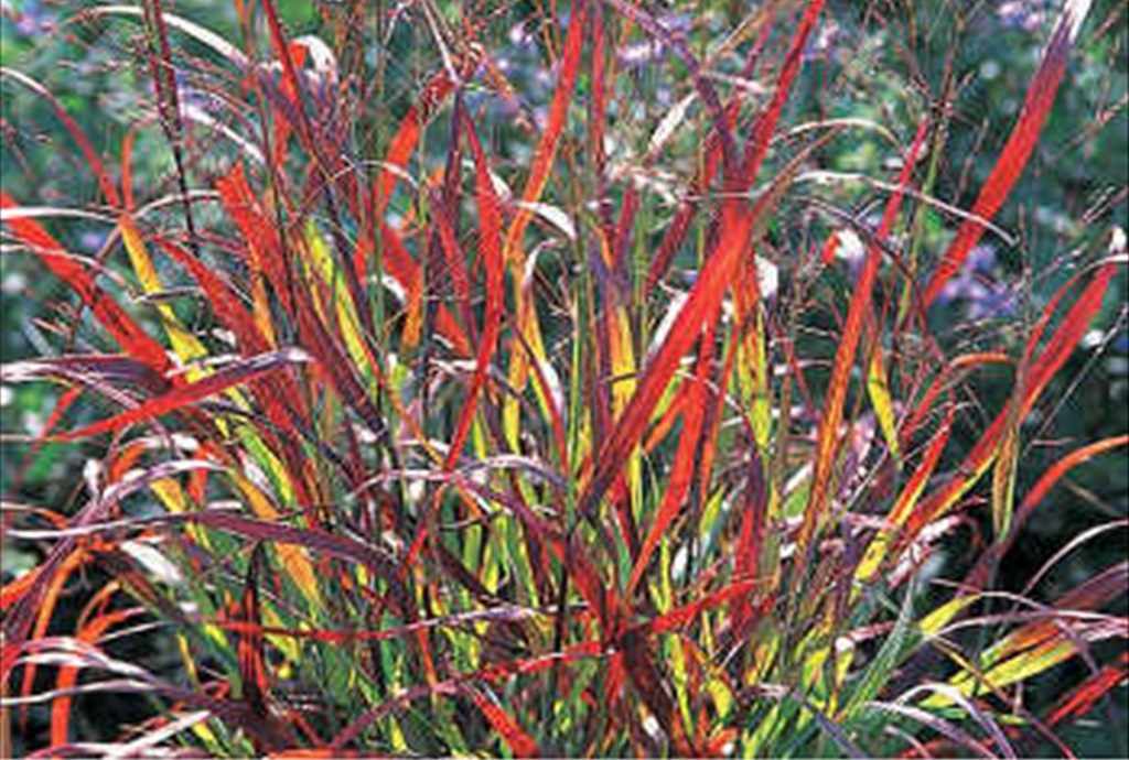 Shenandoah Red Switch Grass