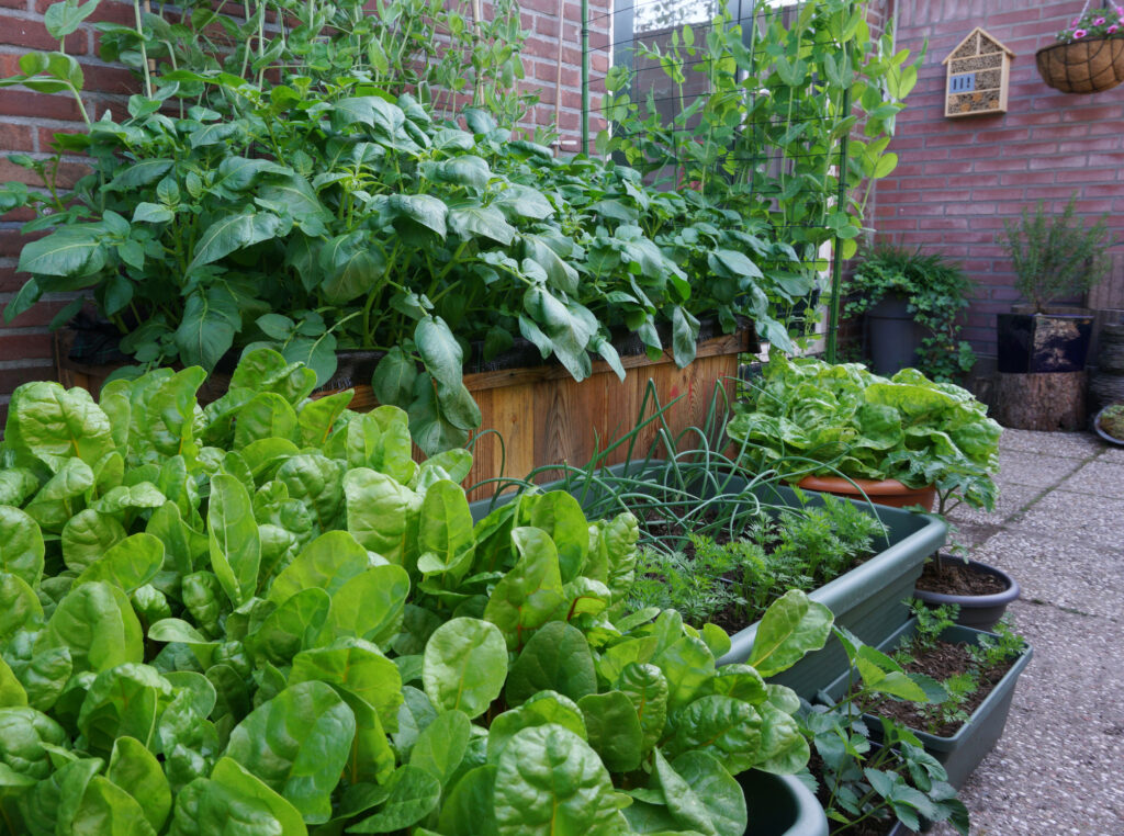 Vegetable garden in containers